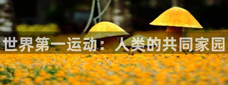 MK体育官方正版app官方